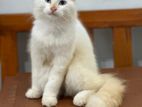 Persian Kitten Male