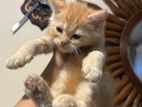 Persian kitten male