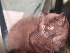 PERSIAN KITTEN MALE