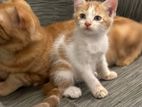 Mixed Persian Kitten