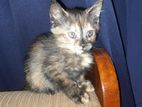 Persian Kittens