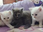 Persian Kitten
