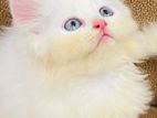 Persian Kitten Pure Breed