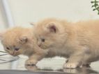Persian Kitten
