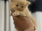 Persian Kitten