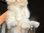 Persian Kitten