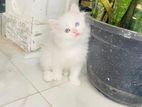 Persian Kitten White
