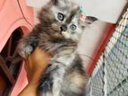 Persian Kittens