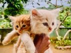 Persian Kitten
