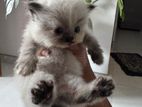Persian Kittens