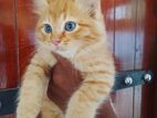 Persian Kittens