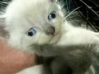 persian kittens available