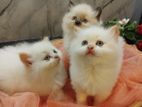 Persian kittens