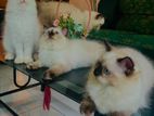 Persian Kittens