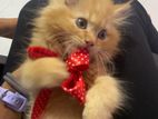 Persian Kittens Black