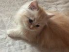 Persian Kittens Bloodline