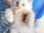 Persian Kittens cat