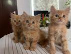 Persian Kittens