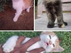 Persian Kittens