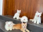 Persian Kittens