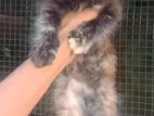Persian Kittens