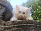 Persian Kittens