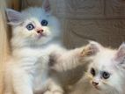 Persian Kittens