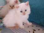 Persian Kittens