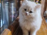 Persian Kittens