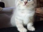 Persian Kitten