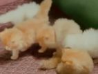 Persian Kittens