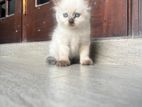 Persian Kittens