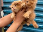 Persian Kittens