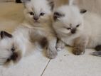 Persian Kittens