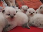 Persian Kittens