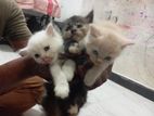 Persian Kittens