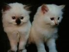 Persian Kittens