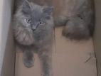 Persian Kittens