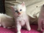 Persian Kittens