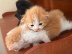 Persian Kittens