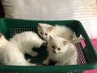 Persian Kittens