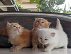 Persian Kittens