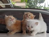 Persian Kittens