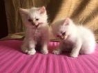 Persian Kittens