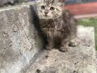 Persian Kittens