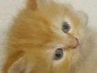 Persian Kittens