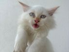 Persian Kittens