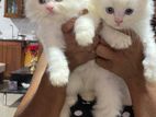 Persian Kittens