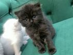 Persian Kittens
