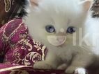 Persian Kittens